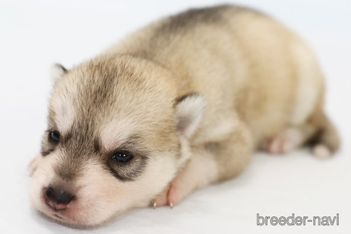 成約済の神奈川県のシベリアンハスキー-258424の3枚目